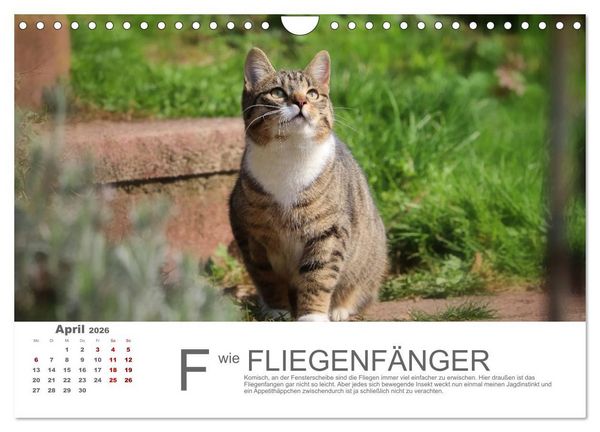 Produktbild: Katzen ABC (Wandkalender 2026 DIN A4 quer), CALVENDO Monatskalender