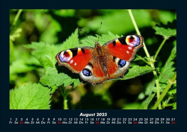 Produktbild: Bunte Pracht der Schmetterlinge 2025 Fotokalender DIN A4