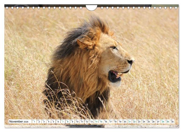 Produktbild: Simba Masai Mara Kenya Africa (Wall Calendar 2026 DIN A4 landscape), CALVENDO 12 Month Wall Calendar