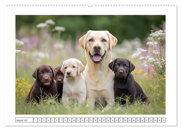 Produktbild: Labrador Liebe (Wandkalender 2027 DIN A2 quer), CALVENDO Monatskalender