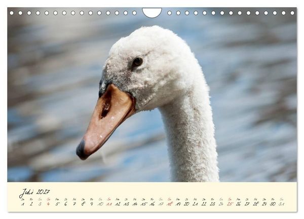 Produktbild: Vom K&uuml;ken zum stolzen Schwan (Wandkalender 2027 DIN A4 quer), CALVENDO Monatskalender