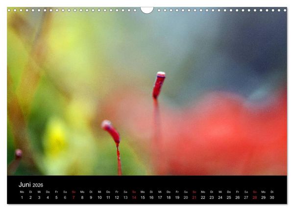 Produktbild: Magischer Wald (Wandkalender 2026 DIN A3 quer), CALVENDO Monatskalender