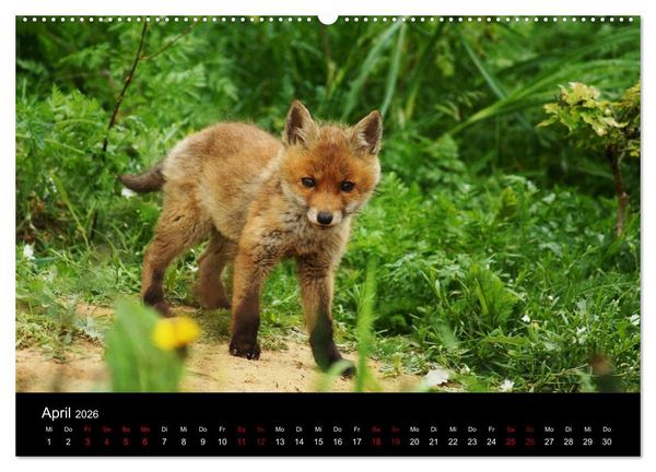 Produktbild: Der Waldspaziergang (hochwertiger Premium Wandkalender 2026 DIN A2 quer), Kunstdruck in Hochglanz