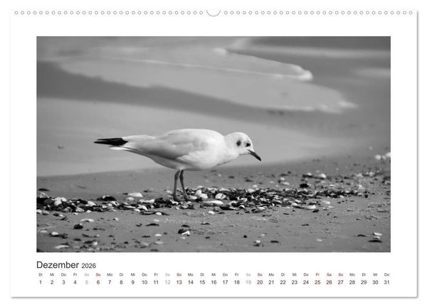 Produktbild: Monochrom Meer (Wandkalender 2026 DIN A2 quer), CALVENDO Monatskalender