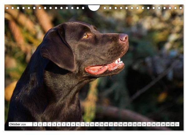 Produktbild: Labrador Retriever - Freunde f&uuml;r&acute;s Leben (Wandkalender 2026 DIN A4 quer), CALVENDO Monatskalender