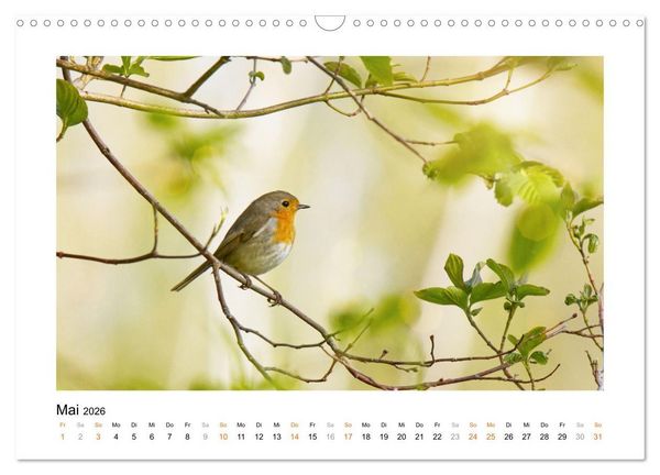 Produktbild: Zauberhafte Rotkehlchen (Wandkalender 2026 DIN A3 quer), CALVENDO Monatskalender