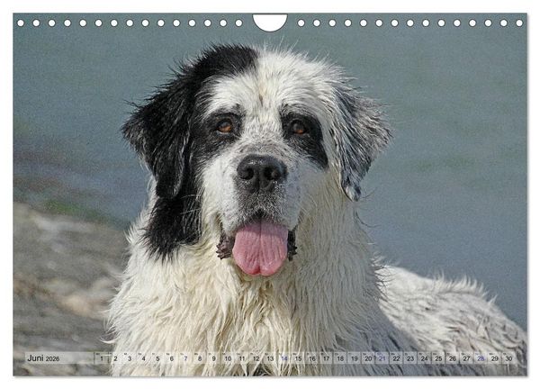 Produktbild: Landseer - Das Wasser ist ihr Element (Wandkalender 2026 DIN A4 quer), CALVENDO Monatskalender