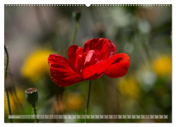 Produktbild: Mohn (hochwertiger Premium Wandkalender 2026 DIN A2 quer), Kunstdruck in Hochglanz