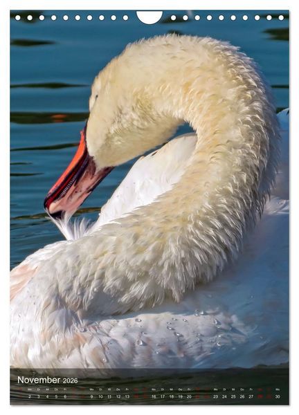 Produktbild: Der Schwan (Wandkalender 2026 DIN A4 hoch), CALVENDO Monatskalender