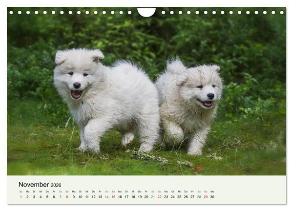 Produktbild: Kleine Samojeden - Eisb&auml;rchen Abenteuer im M&auml;rchenwald (Wandkalender 2026 DIN A4 quer), CALVENDO Monatskalender