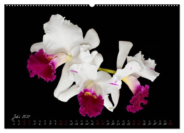 Produktbild: Leuchtende Cattleyen (Wandkalender 2027 DIN A2 quer), CALVENDO Monatskalender