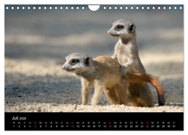 Produktbild: Lustige Erdm&auml;nnchen (Wandkalender 2026 DIN A4 quer), CALVENDO Monatskalender