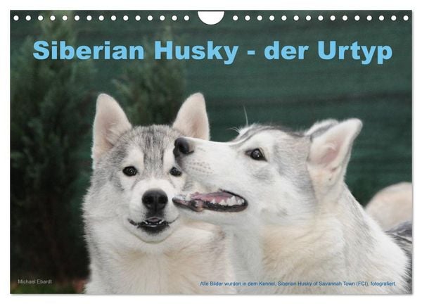 Produktbild: Siberian Husky - der Urtyp (Wandkalender 2026 DIN A4 quer), CALVENDO Monatskalender
