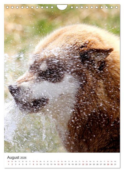 Produktbild: Faszination Husky (Wandkalender 2026 DIN A4 hoch), CALVENDO Monatskalender