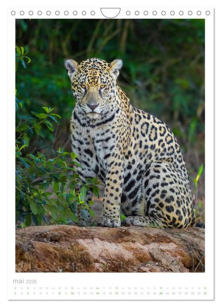 Produktbild: Le Pantanal (Calendrier mural 2026 DIN A4 horizontal), CALVENDO calendrier mensuel