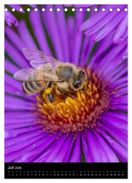 Produktbild: Bienenkalender (Tischkalender 2026 DIN A5 hoch), CALVENDO Monatskalender