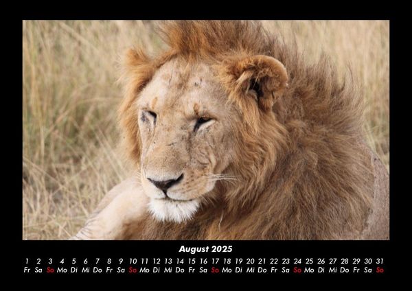 Produktbild: L&ouml;wen in der Wildnis 2025 Fotokalender DIN A3