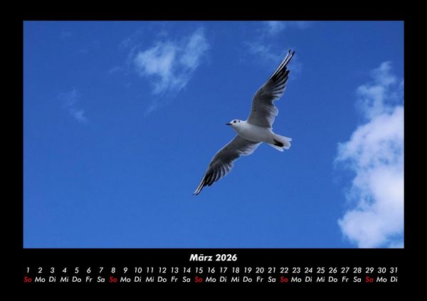 Produktbild: Welt der V&ouml;gel 2026 Fotokalender DIN A3