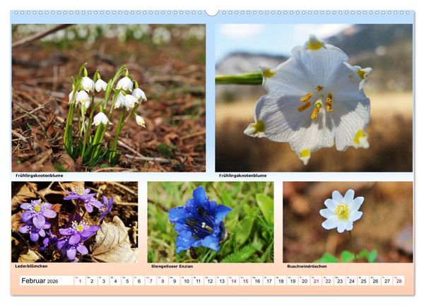Produktbild: Alpiner Bl&uuml;tenzauber (hochwertiger Premium Wandkalender 2026 DIN A2 quer), Kunstdruck in Hochglanz