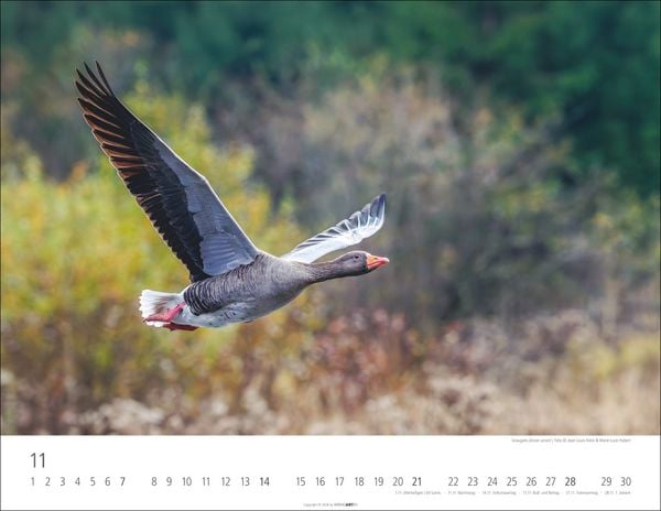 Produktbild: Heimische Wildtiere Kalender 2027