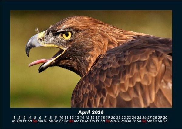 Produktbild: Vogelparadies 2026 Fotokalender DIN A5