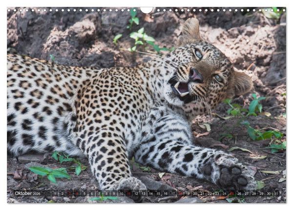 Produktbild: Leoparden - Geheimnisvolle J&auml;ger (Wandkalender 2026 DIN A3 quer), CALVENDO Monatskalender