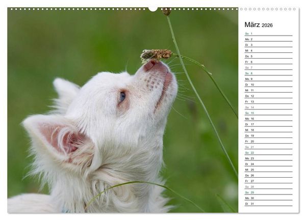 Produktbild: Chihuahuas - kleine Herzensbrecher (hochwertiger Premium Wandkalender 2026 DIN A2 quer), Kunstdruck in Hochglanz