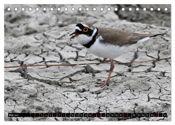 Produktbild: Mallorcas V&ouml;gel (Tischkalender 2027 DIN A5 quer), CALVENDO Monatskalender