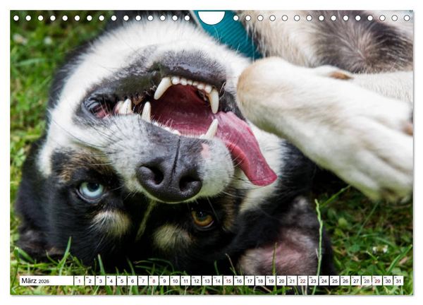 Produktbild: Lustige Tier-Selfies. Tierische Selbstportraits (Wandkalender 2026 DIN A4 quer), CALVENDO Monatskalender