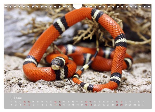Produktbild: Terrarientiere (Wandkalender 2026 DIN A4 quer), CALVENDO Monatskalender