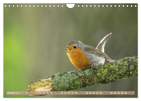 Produktbild: Robin, das s&uuml;&szlig;e Rotkehlchen (Wandkalender 2027 DIN A4 quer), CALVENDO Monatskalender