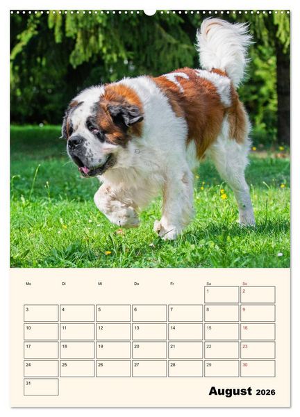 Produktbild: Bernhardiner - Mit dem St. Bernhardshund durch das Jahr (hochwertiger Premium Wandkalender 2026 DIN A2 hoch), Kunstdruck in Hochglanz