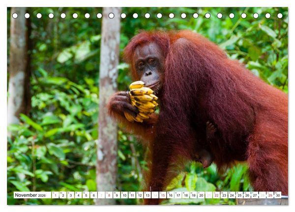Produktbild: Orang Utans von Borneo Tierkalender 2026 (Tischkalender 2026 DIN A5 quer), CALVENDO Monatskalender
