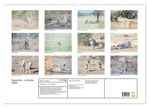 Produktbild: Geparden - schnelle J&auml;ger (Wandkalender 2026 DIN A2 quer), CALVENDO Monatskalender