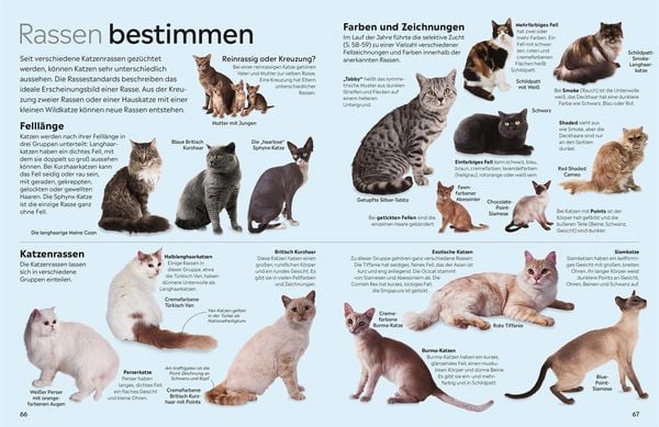 Produktbild: memo Wissen. Katzen