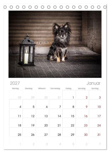 Produktbild: Tischplaner 2027 - Chihuahuas - Cool and Cute (A5 Tischkalender zum Aufstellen) CALVENDO