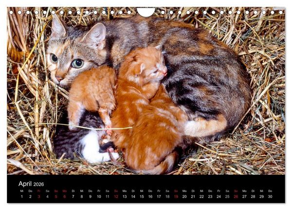 Produktbild: Katzen (Wandkalender 2026 DIN A4 quer), CALVENDO Monatskalender