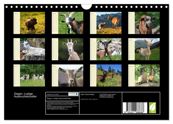 Produktbild: Ziegen. Lustige Ausbruchsk&uuml;nstler (Wandkalender 2026 DIN A4 quer), CALVENDO Monatskalender