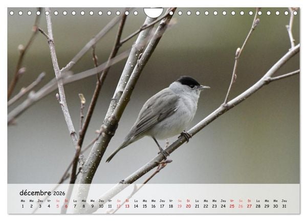 Produktbild: OISEAUX des Jardins et For&ecirc;ts (Calendrier mural 2026 DIN A4 vertical), CALVENDO calendrier mensuel