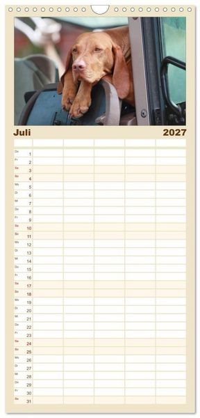 Produktbild: Familienplaner 2027 - Magyar Vizsla - Vielseitiger Jagdhund mit 5 Spalten (Wandkalender, 21 x 45 cm) CALVENDO