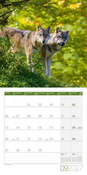 Produktbild: W&ouml;lfe Kalender 2027 - 30x30 - Art12