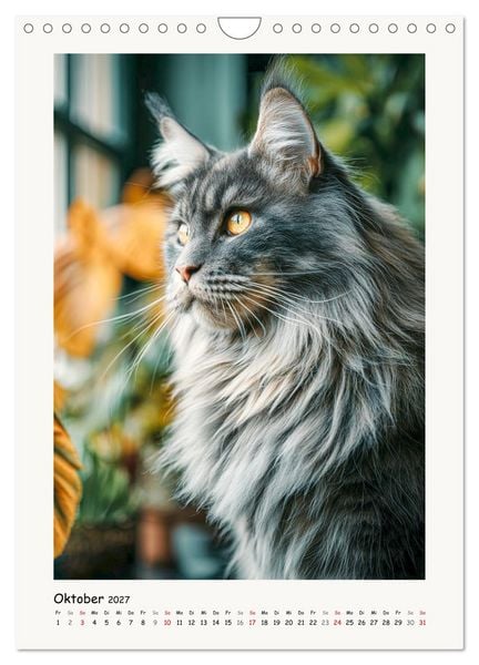 Produktbild: Main-Coon-Katzen. Sanfte Riesen im Gr&uuml;nen (Wandkalender 2027 DIN A4 hoch), CALVENDO Monatskalender