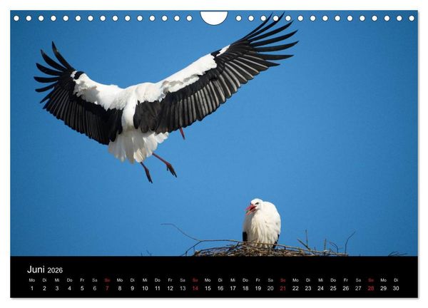 Produktbild: Ein Jahr bei den St&ouml;rchen (Wandkalender 2026 DIN A4 quer), CALVENDO Monatskalender