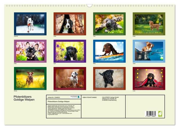 Produktbild: Pfotenblitzers Goldige Welpen (Wandkalender 2026 DIN A2 quer), CALVENDO Monatskalender
