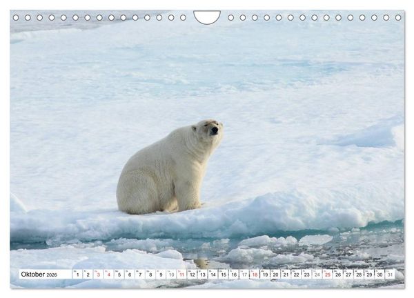 Produktbild: Eisb&auml;ren - K&ouml;nige der Arktis (Wandkalender 2026 DIN A4 quer), CALVENDO Monatskalender