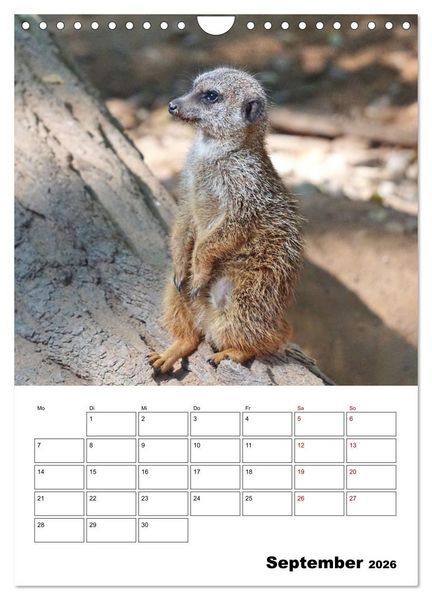 Produktbild: Niedliche Erdm&auml;nnchen (Wandkalender 2026 DIN A4 hoch), CALVENDO Monatskalender