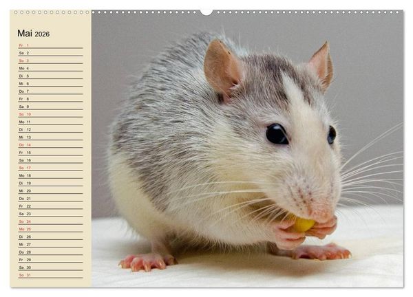 Produktbild: Ratten. Gelehrige Haustiere (Wandkalender 2026 DIN A2 quer), CALVENDO Monatskalender