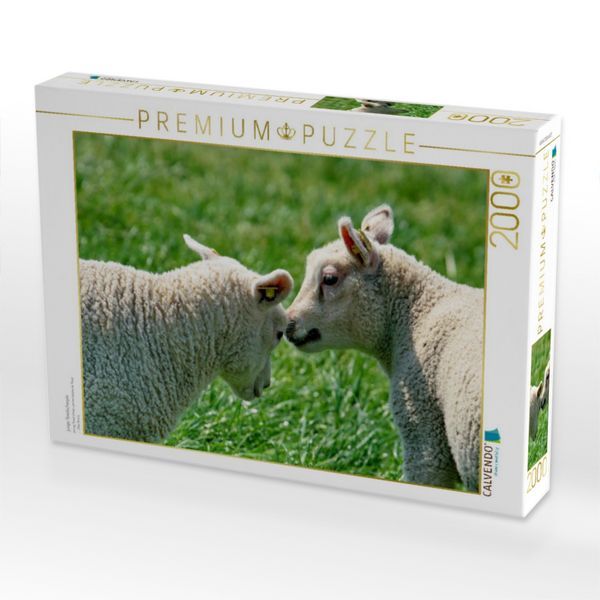 Produktbild: CALVENDO Puzzle junge Texelscharpie | 2000 Teile Lege-Gr&ouml;&szlig;e 90x67cm Foto-Puzzle f&uuml;r gl&uuml;ckliche Stunden
