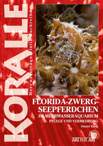 Produktbild: Florida-Zwergseepferdchen im Meerwasseraquarium