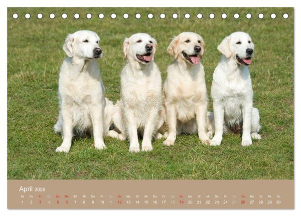 Produktbild: Golden Retriever (Tischkalender 2026 DIN A5 quer), CALVENDO Monatskalender
